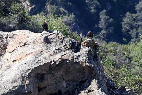 20170328 Condors-160