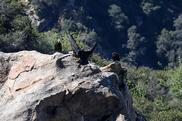 20170328 Condors-161