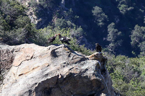 20170328 Condors-162
