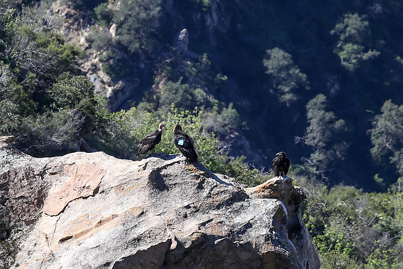 20170328 Condors-163