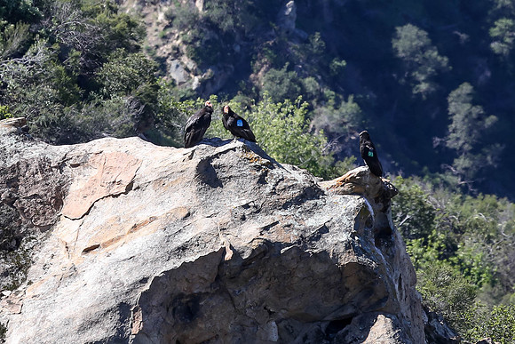 20170328 Condors-165