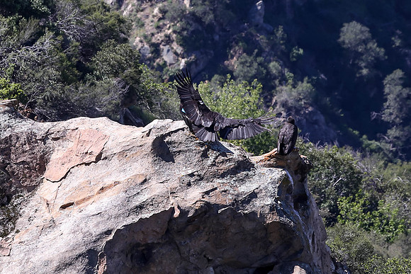 20170328 Condors-166