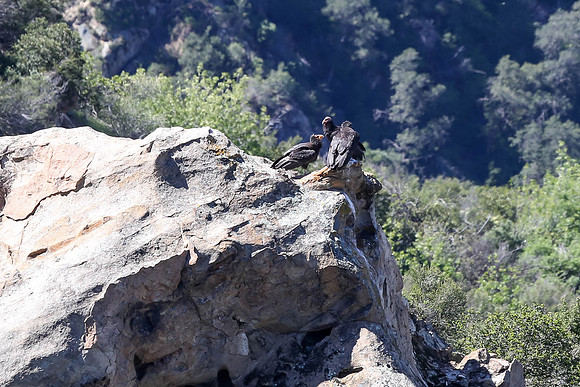 20170328 Condors-167