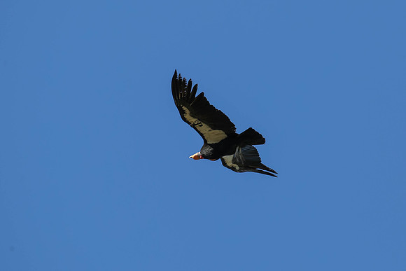 20170328 Condors-173