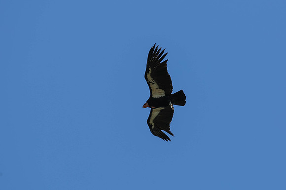 20170328 Condors-174