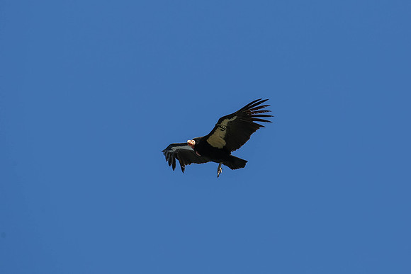 20170328 Condors-175
