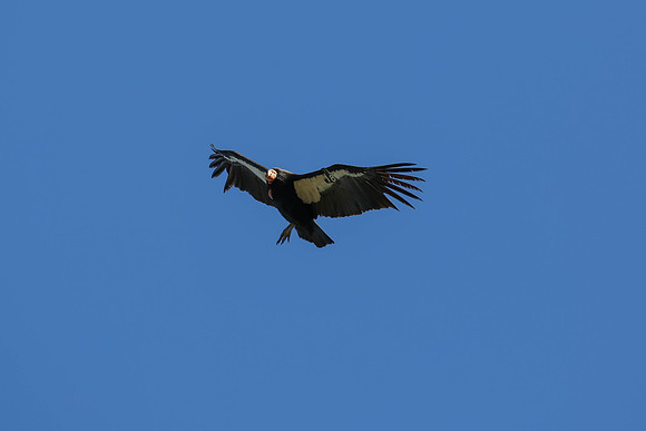 20170328 Condors-176