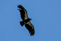 Condors at Oat Mtn 20170328