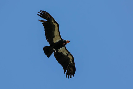 20170328 Condors-177