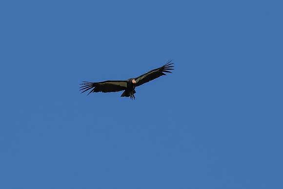 20170328 Condors-178