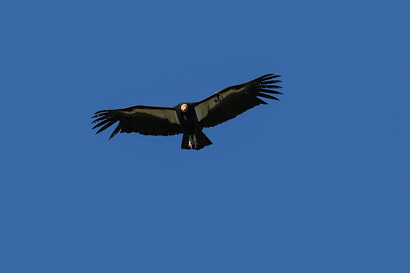 20170328 Condors-179