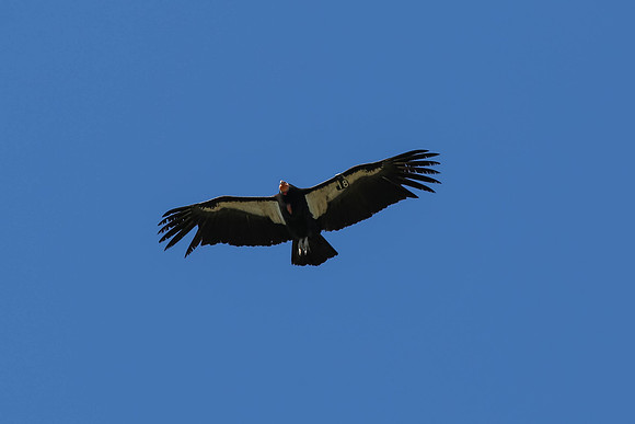 20170328 Condors-180