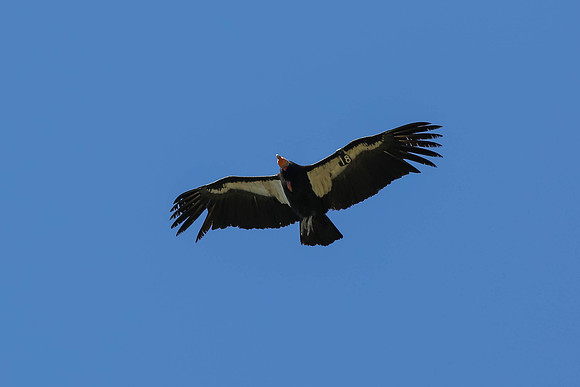 20170328 Condors-181