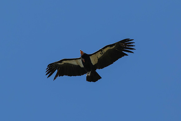 20170328 Condors-182
