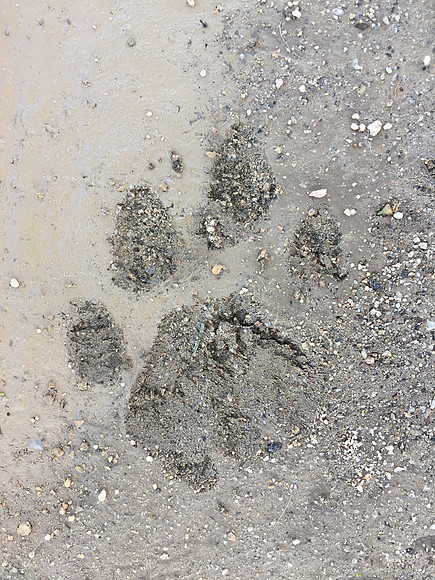 Neils  pawprint