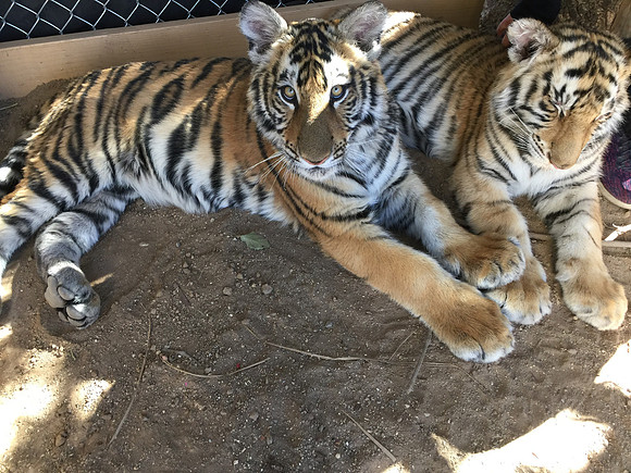 Neil and Karma