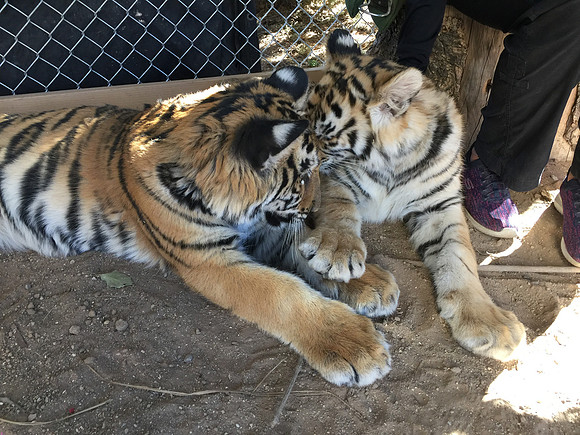 Neil and Karma