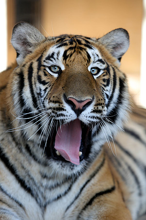 Tiger-Neil-28