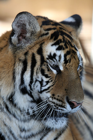 Tiger-Neil-34
