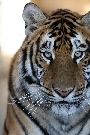 Tiger-Neil-33