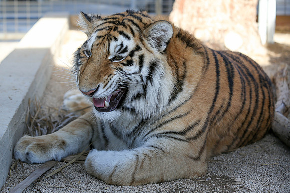 Tiger-Karma-25