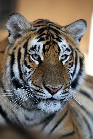 Tiger-Neil-32