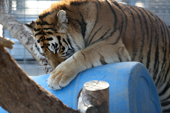 TIger-Karma-24