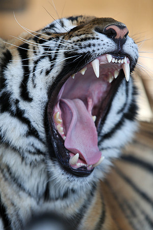 Tiger-Neil-35