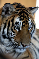 Tigers 2019