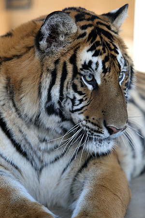 Tiger-Neil-27