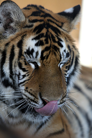 Tiger-Neil-31